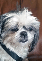 Alley, a dog